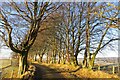 Beech lined road