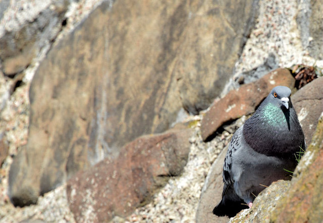 Feral pigeon, Carrickfergus Castle - March 2015(1)
