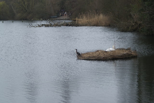 View of a cormorant sharing a swan's resting place