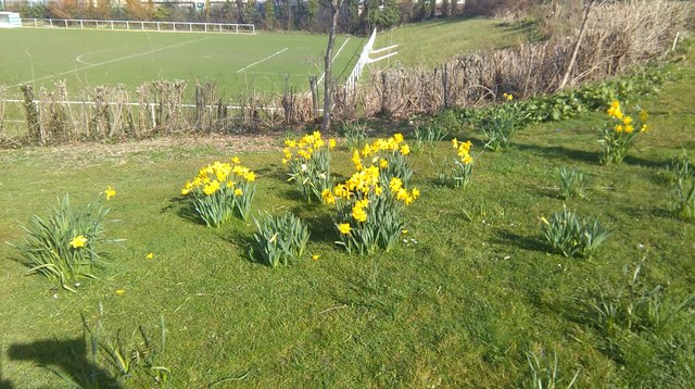 Daffodils above the football pitch