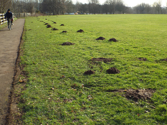 Molehills by a shared path on Whitley... © Robin Stott :: Geograph ...