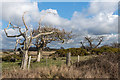 SU7800 : Windswept trees by Ian Capper