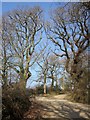 Lane to Coombekeale