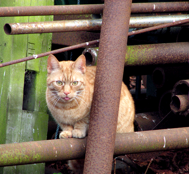 Ginger cat by St Mary's Forge