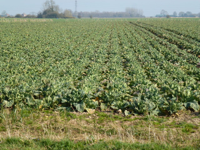 Cabbages - Wash Road south of Kirton in Lincolnshire