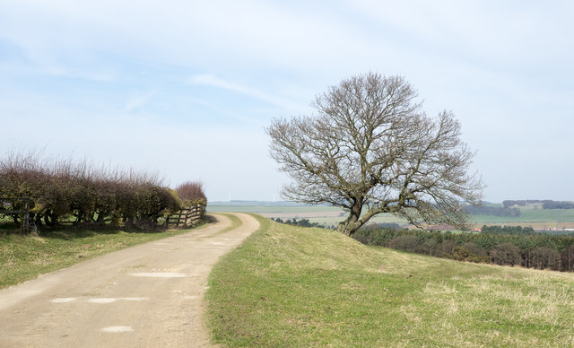 Lone tree beside farm road