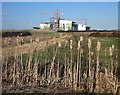 New Building and Bulrushes