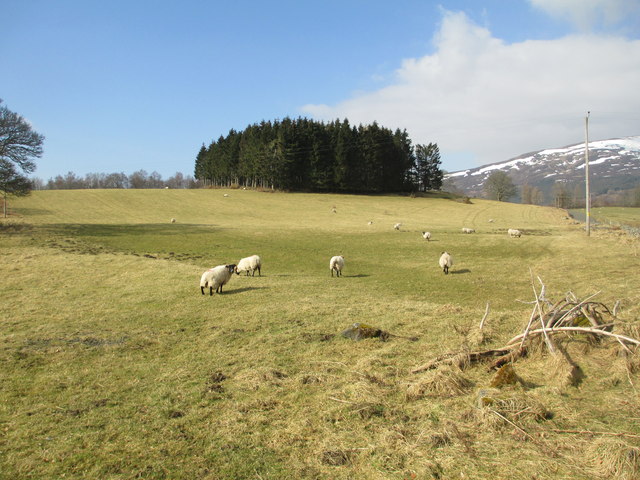 Grazing at Home Farm