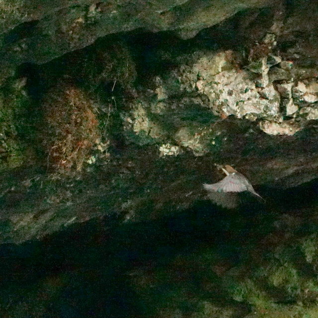 Dipper approaching nest, Chee Dale