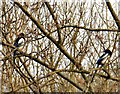 SJ9594 : A pair of magpies by Gerald England