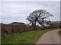 Wide verges by the road near Dare