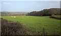 Sheep above the Ottery valley