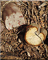 Underfoot, former Barr Beacon Quarry