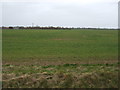 Crop field south of Louth Road