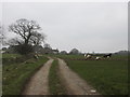 Track to Quarry House Farm