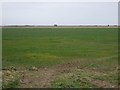 Crop field, Scupholme