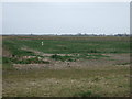 Crop field near East Coast Farm