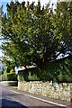 A Yew Tree and A Yew Hedge