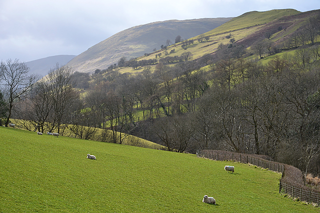 Field and sheep above the Dyfi