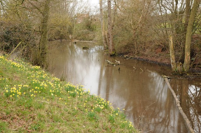 Daffodils beside a stream near Dymock