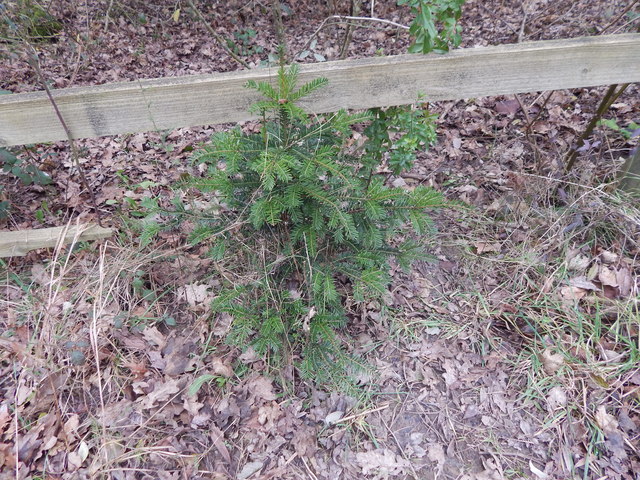 Small Yew Tree © Hamish Griffin cc-by-sa/2.0 :: Geograph Britain and ...