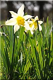 SO6831 : Wild daffodils by Philip Halling