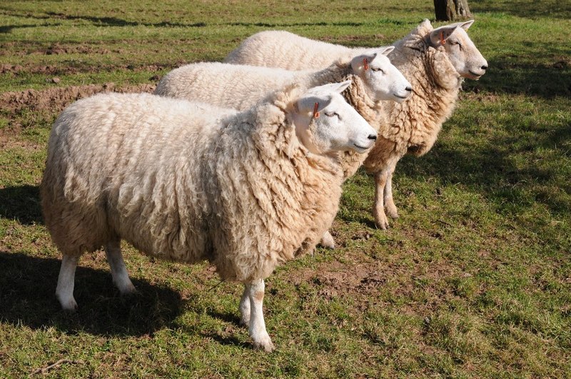 Three Ewes © Philip Halling :: Geograph Britain And Ireland