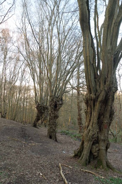 Hornbeam Pollards in Pole's Wood