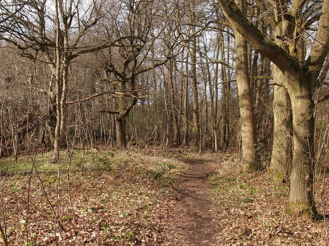 Path through Woodland