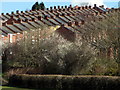 Terraced houses, Newburn