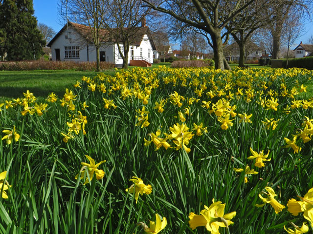 Daffs and library, Anlaby Park, Hull