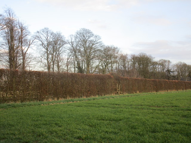 Beech hedge with stile