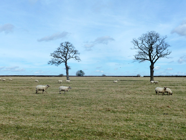 Sheep and trees