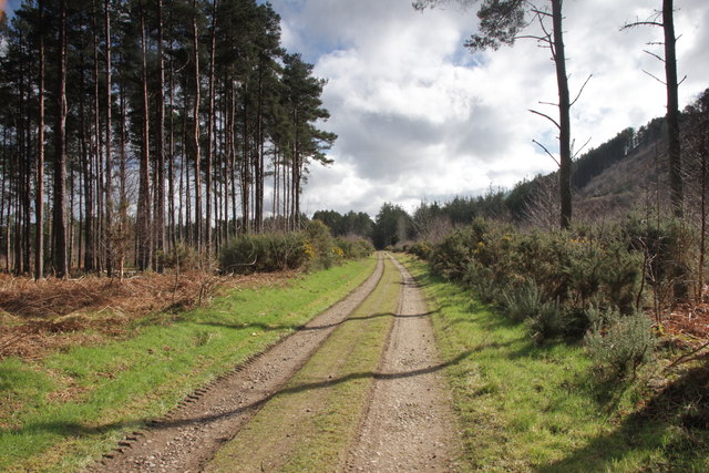 Track in Lossie Forest