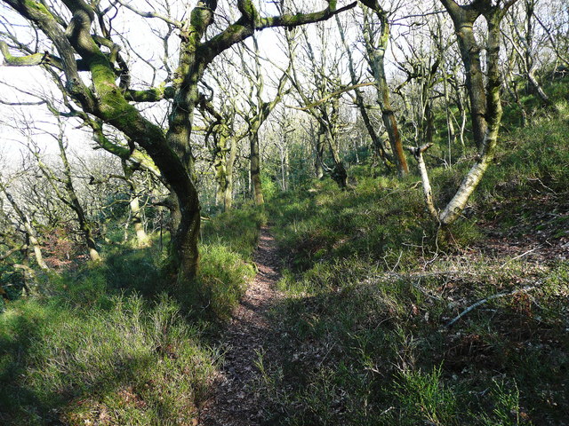 Path in North Dean Wood