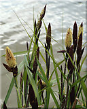 SP2872 : Greater Pond Sedge, Carex riparia, Abbey Fields lake, Kenilworth by Robin Stott