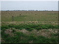 Grazing near Elm House Farm