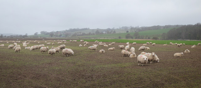 Sheep by Winchelsea Lane
