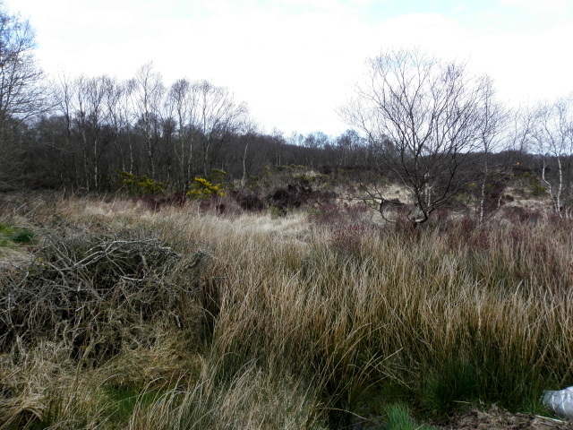 Heathland and bog, Drumduff
