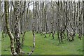 SK2479 : Silver Birch Woodland in the Disused Bolehill Quarry by Andrew Tryon