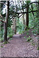 SS9647 : Coastal Path in the woods above Culver Cliff by Philip Jeffrey