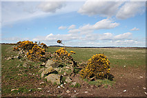 NO8889 : Remains of a Field Dyke by Anne Burgess