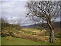 SH8529 : Rough Pasture, Near Maes Gwyn by Chris Andrews