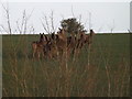 TM3671 : Deer grazing off Halesworth Road by Geographer