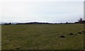 Pasture at Knockbain Farm