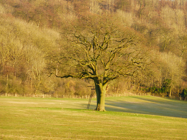 Tree in pasture, Stokenchurch