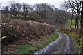 North Devon : Tidderson Lane