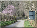 Judas tree in flower