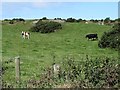 Rock outcrop in pasture land on the north side of the Ballyculter Road