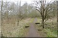 Path, Loch of Kinnordy